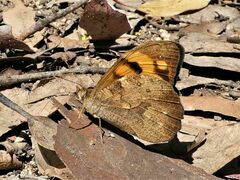 Heteronympha mirifica