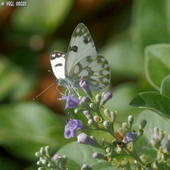 Pontia glauconome