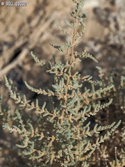 Caroxylon tetrandrum