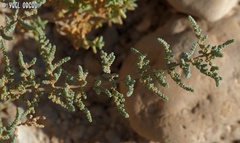 Caroxylon tetrandrum