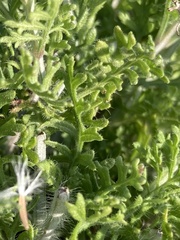 Lavandula multifida