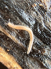 Blaniulidae