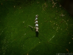 Acrocercops chionosema