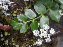 Gingidia montana