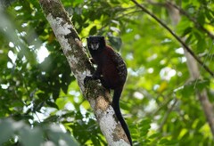 Saguinus fuscicollis