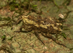 Poropterus angustatus