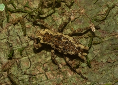 Poropterus angustatus