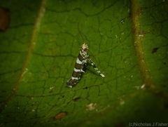 Acrocercops chionosema