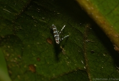 Acrocercops chionosema