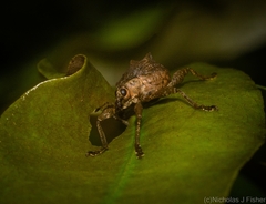 Eurychirus bituberculatus