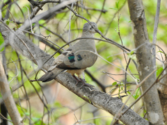 Turtur chalcospilos