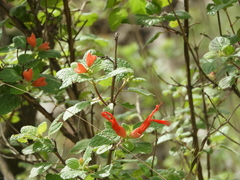 Salvia regla