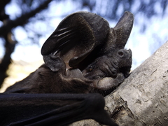 Nyctinomops macrotis