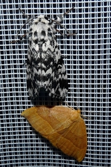 Watsonalla cultraria