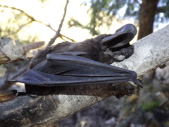 Nyctinomops macrotis