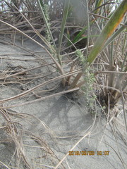 Ozothamnus leptophyllus