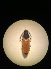 Anostirus castaneus
