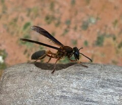Trichinothorax