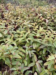 Hypericum calycinum