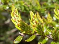 Nothofagus cliffortioides