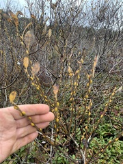 Salix hookeriana