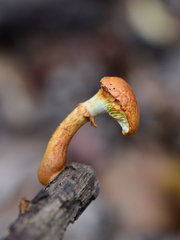 Pholiota lucifera