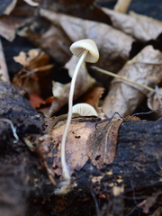 Mycena arcangeliana