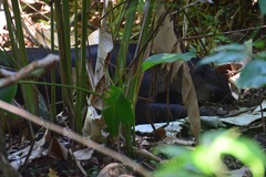 Tapirus bairdii