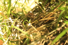 Drymobius margaritiferus