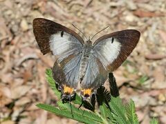 Jalmenus evagoras