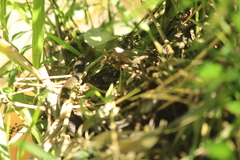 Drymobius margaritiferus