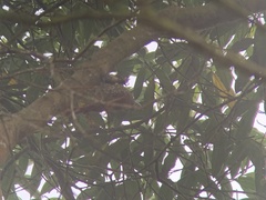 Lepidocolaptes lacrymiger