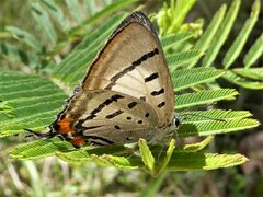 Jalmenus evagoras