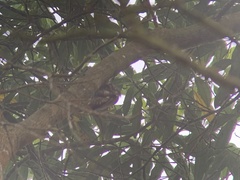 Lepidocolaptes lacrymiger