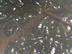 Lepidocolaptes lacrymiger