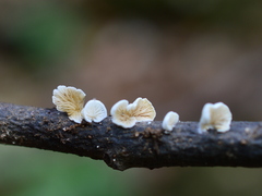 Crepidotus epibryus