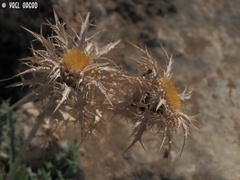 Carlina libanotica