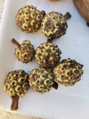 Myrianthus