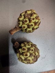 Myrianthus