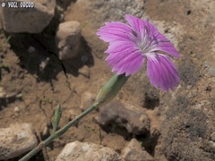 Dianthus strictus