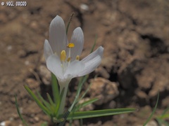 Colchicum tuviae