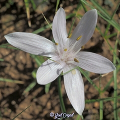 Colchicum tuviae