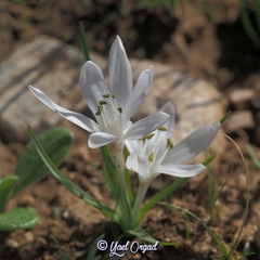 Colchicum tuviae