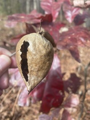 Amphibolips acuminata