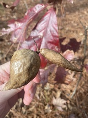 Amphibolips acuminata