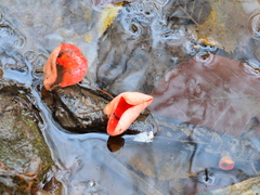 Sarcoscypha coccinea