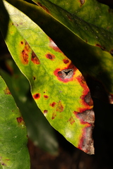 Chuppomyces handelii