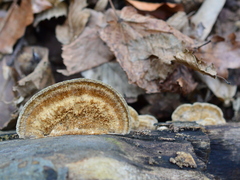 Coriolopsis gallica