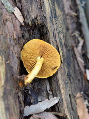 Pleuroflammula tuberculosa