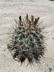 Sclerocactus cloverae
